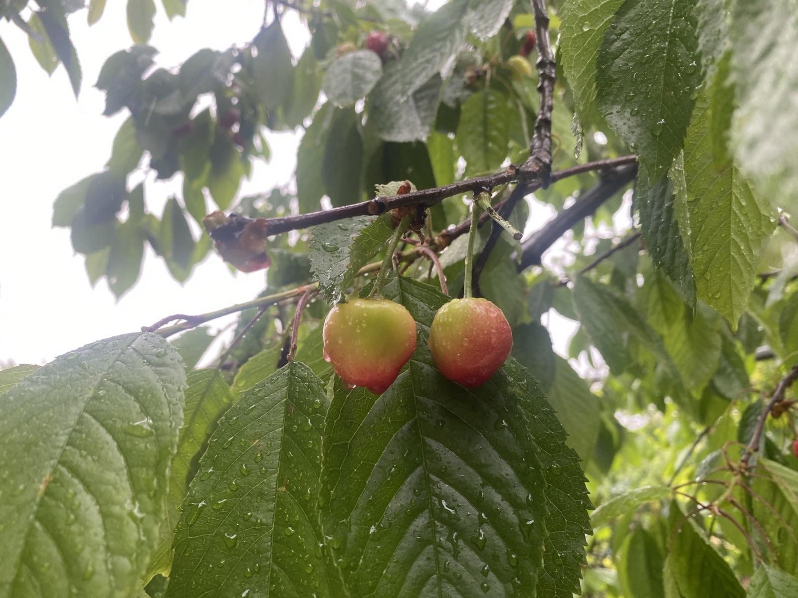 Cherry tree