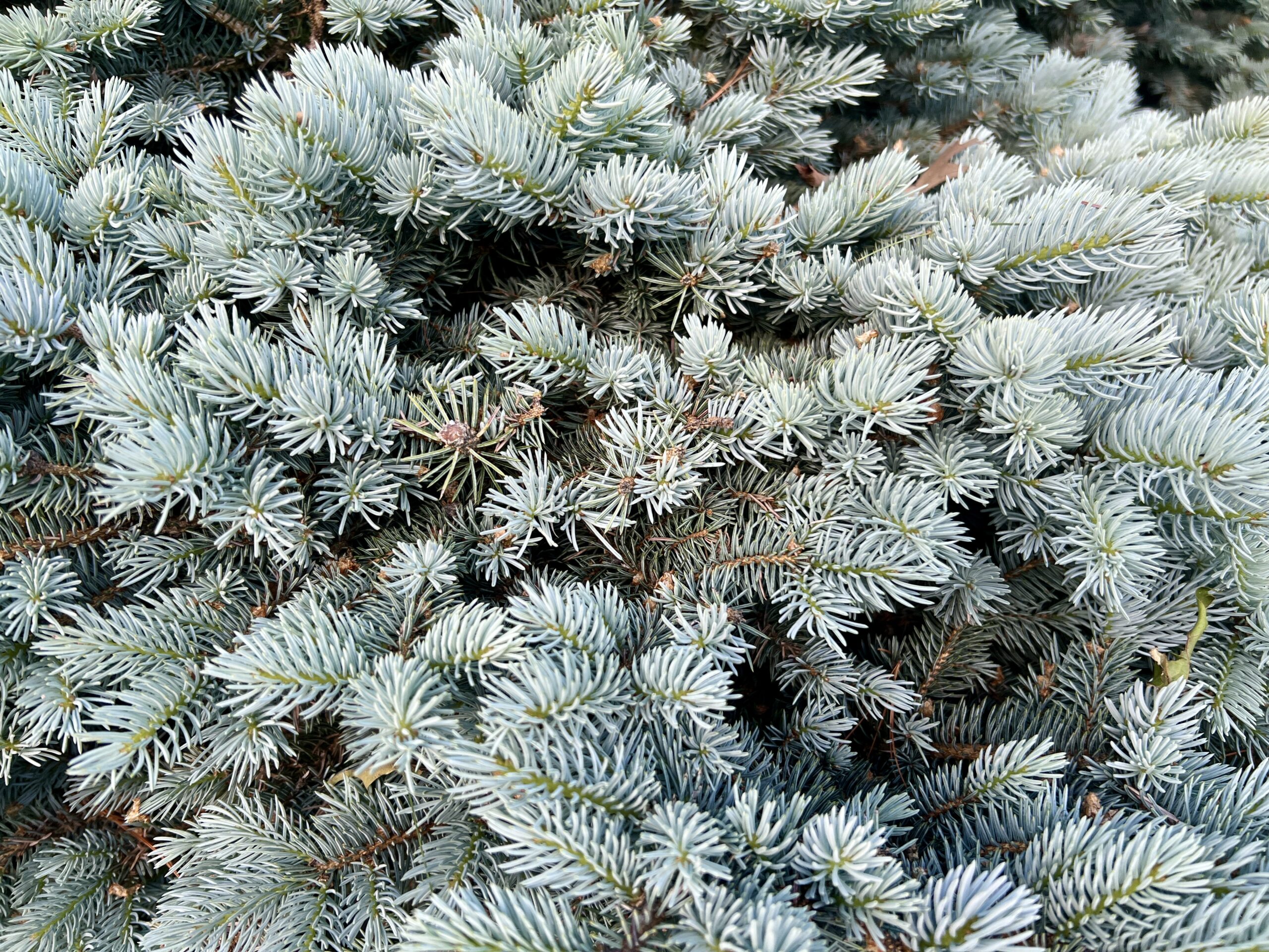 Pine tree