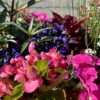 flowers and plants