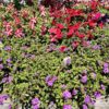 flowers plants garden