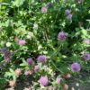 plants nature