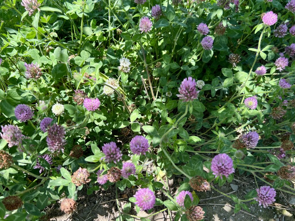 plants nature