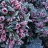 frozen flowers