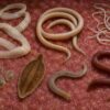 Various sizes parasites